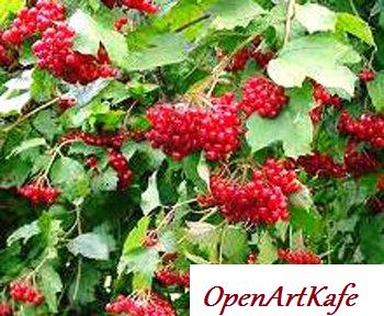 Заготовка калины на зиму